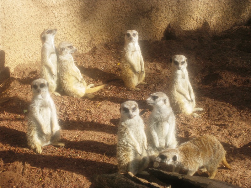 And here are the meerkats again!