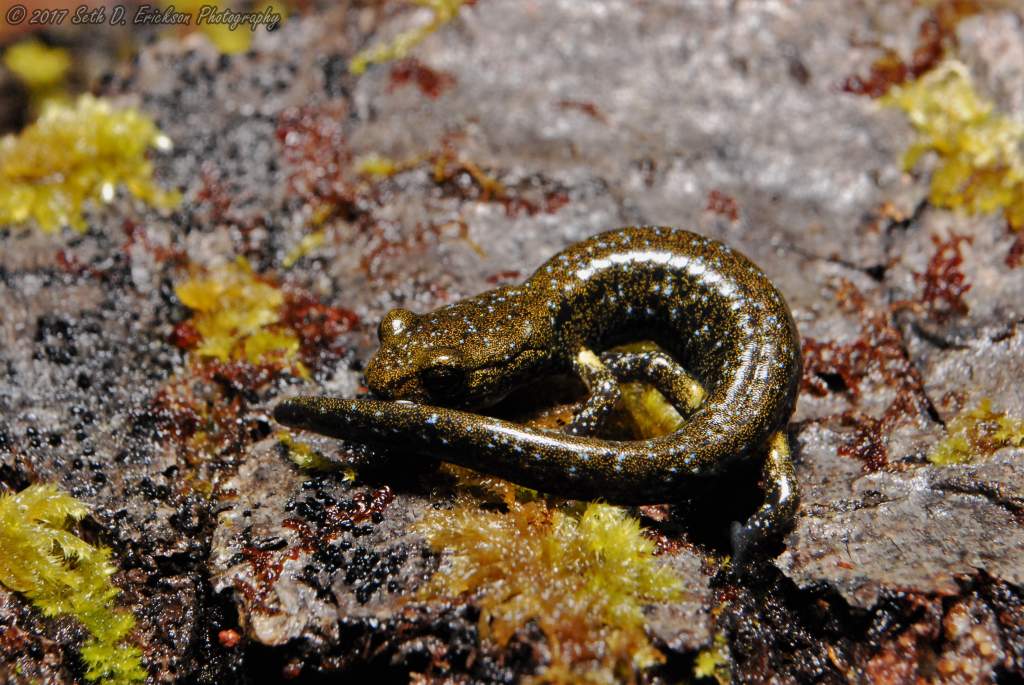 Aneides flavipunctatus flavipunctats juvenile