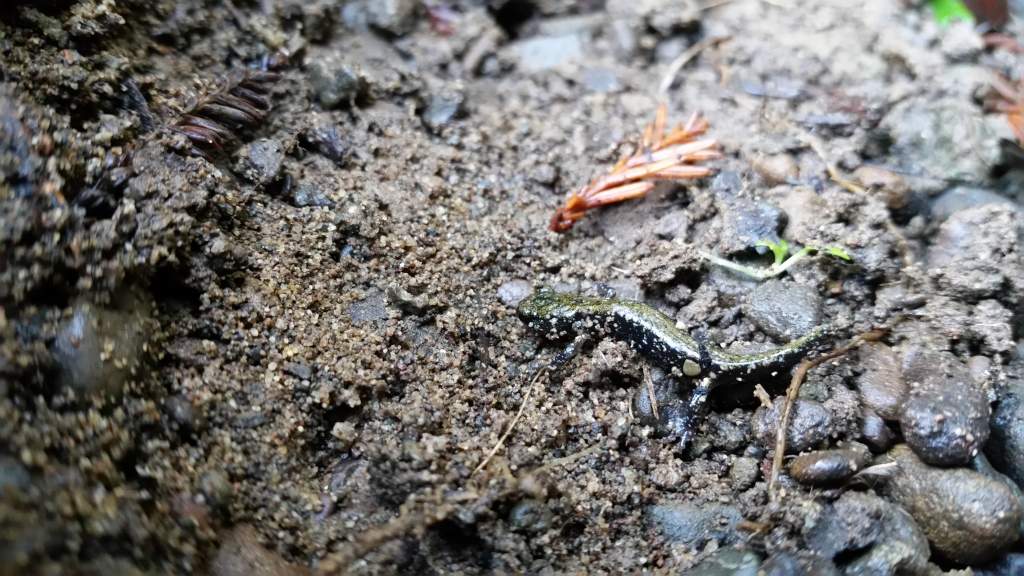 Aneides  flavipunctatus or vagrans under log