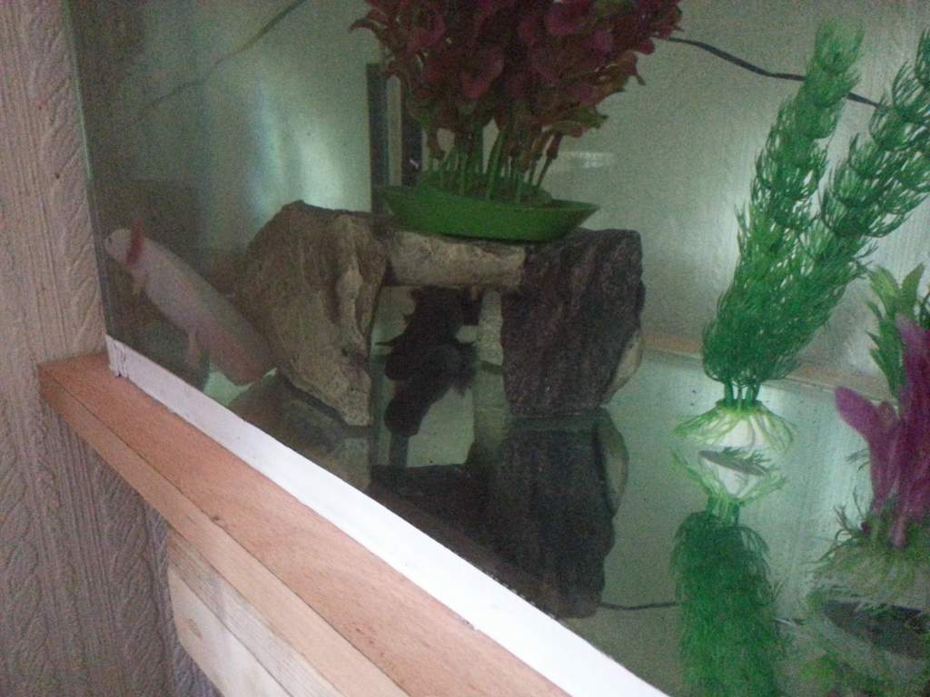 Angel and toothless (in his cave)