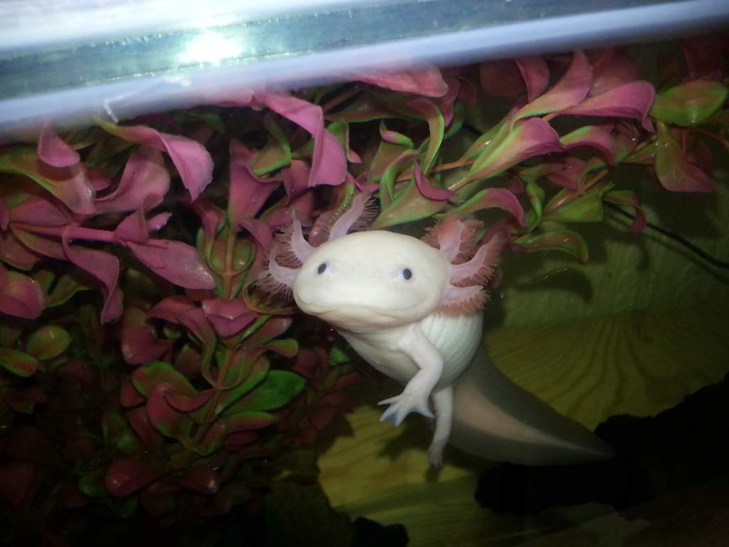 Angel in his old tank (colour of water is the tannin's from some bogwood)