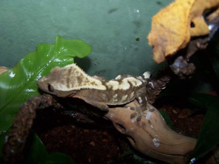 Angua is a female blond harlequin morf crested gecko.