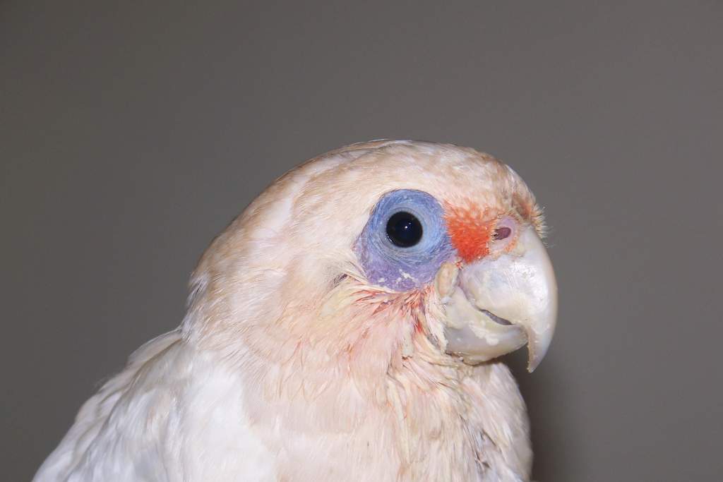 Angus. He came into care as a wild baby with a broken wing that was past being able to be set. My daughter was caring for him ad put her hand up to ad