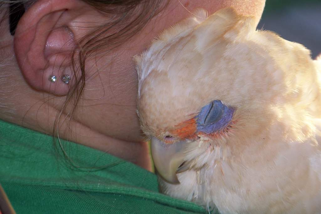 angus the little corella aged 10 weeks getting some lovin