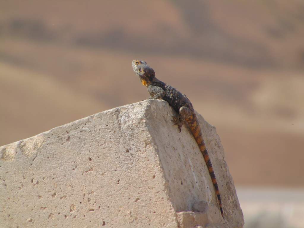 Another agama. Same one from the previous photos