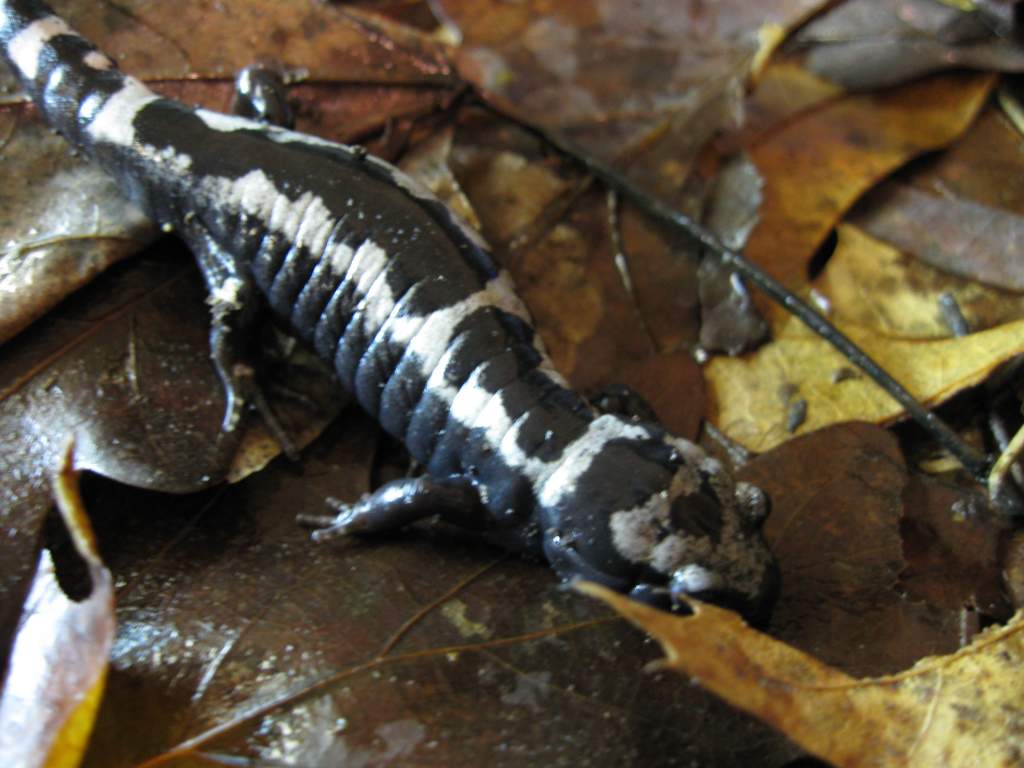 Another Ambystoma opacum