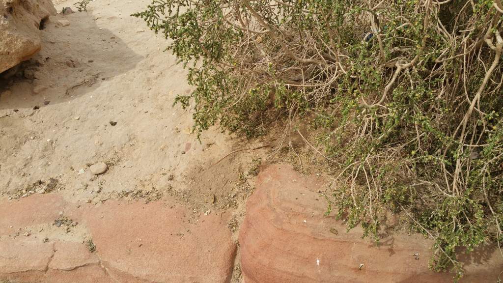 Another Bosk's Fringed Toed Lizard found in Petra. It is underneath the bush, just forgot to circle it like I did the other one