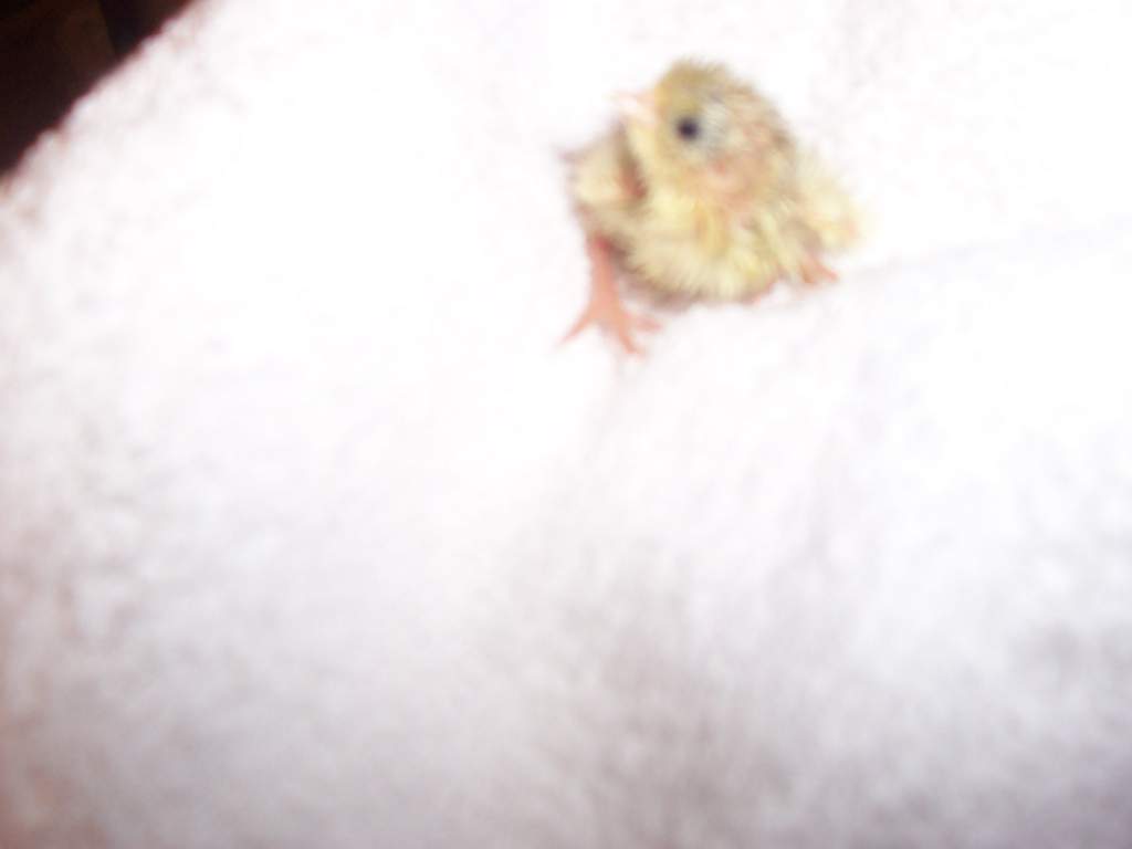 Another button quail