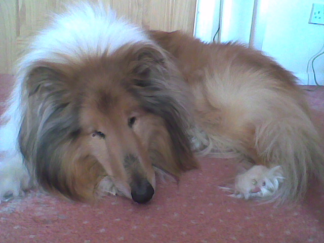 Another of Louis the Sable Rough Collie (he is my brothers dog)