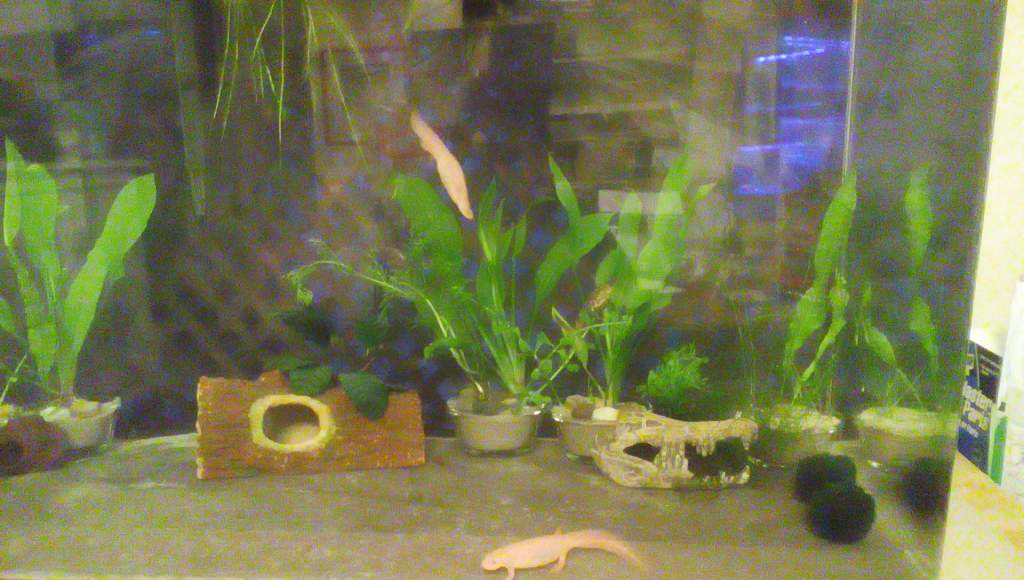 Another pic in the evening, with artificial lighting. (Tank is lit by ambient room lighting and a North-facing window that gets little or no direct su