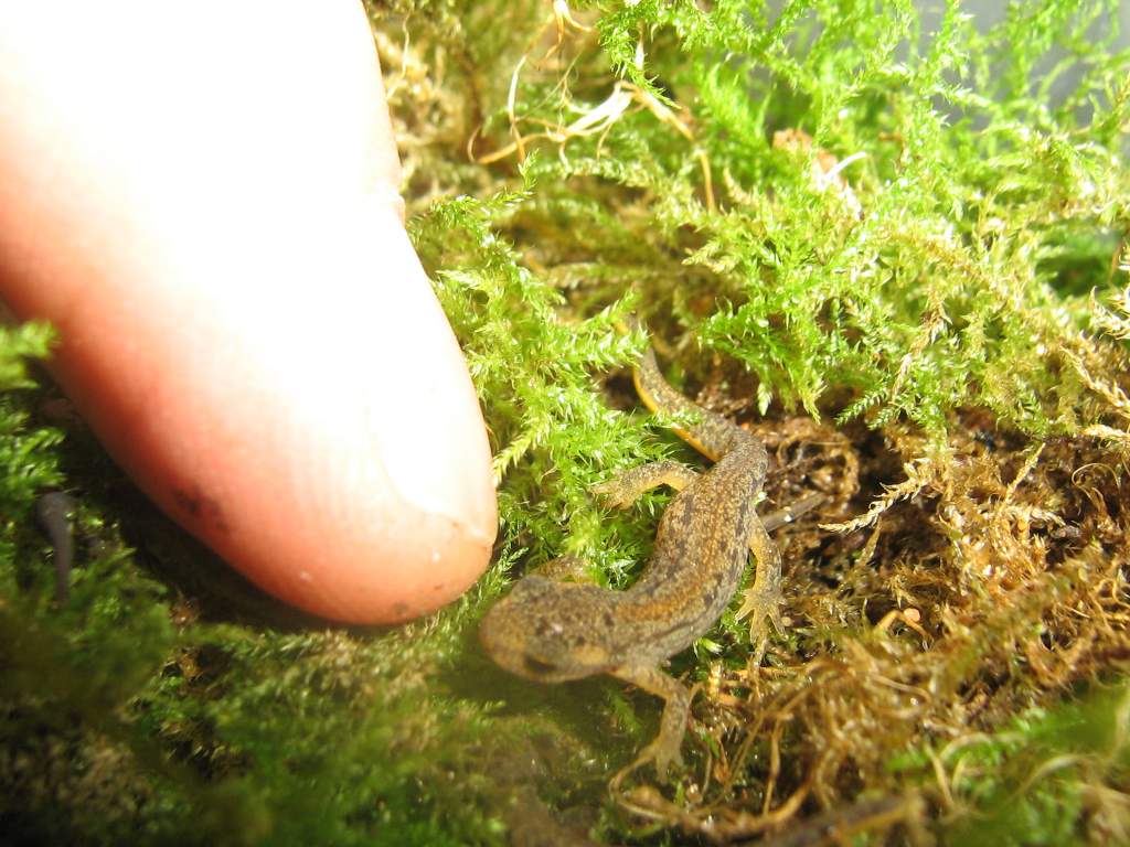 Another tiny L.boscau morph 2009