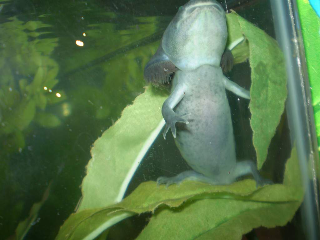 Anubis 5/10/10 always the clown. Here he is sitting up like a dog while balanced on a leaf about a foot above the tank floor!