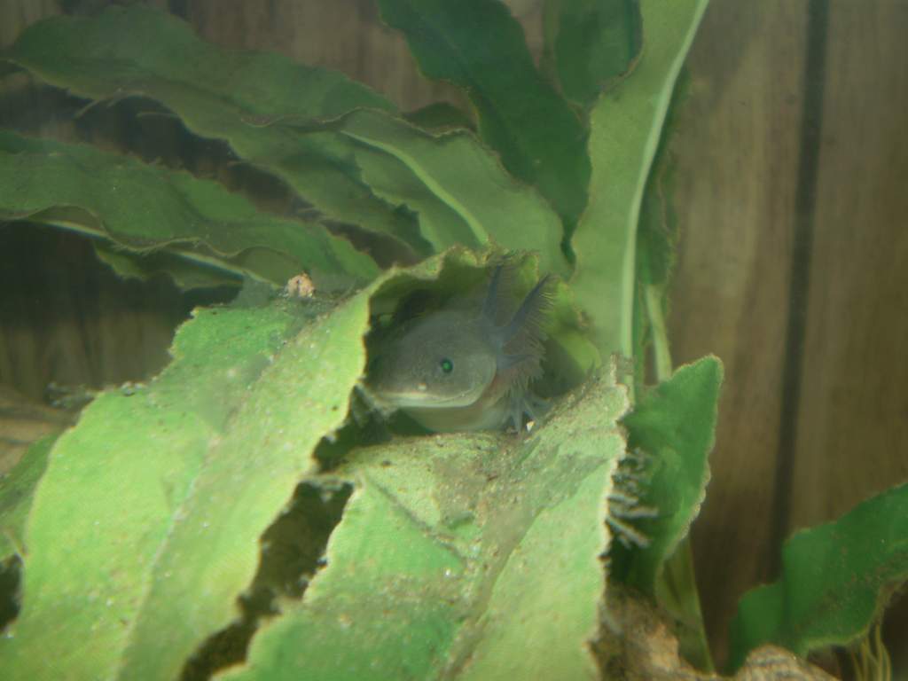 Anubis peeking from his favorite plant 4/14/10. He has shown a preference for hanging in this plant while the other two prefer the ground.