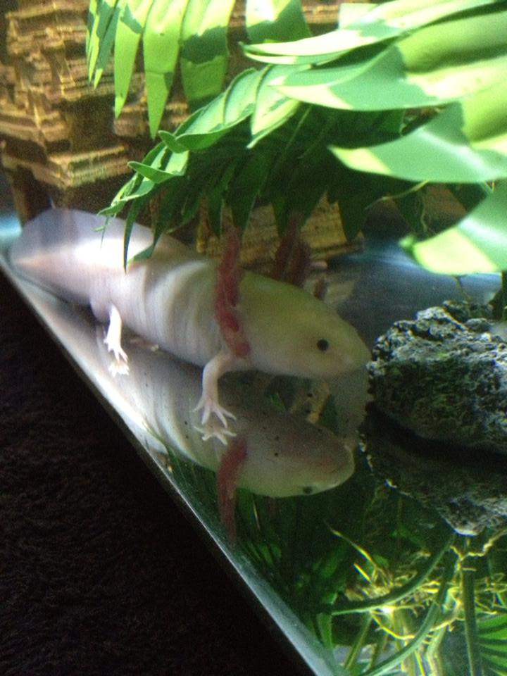 Anyu's gills grew so much since I got him! :D