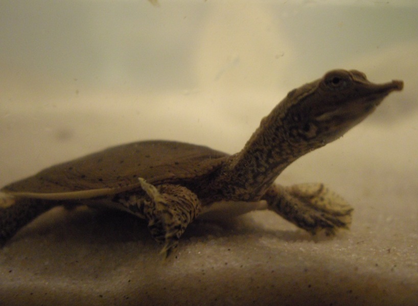 Apalone spinifera hartwegi (Western spiny softshell turtle)