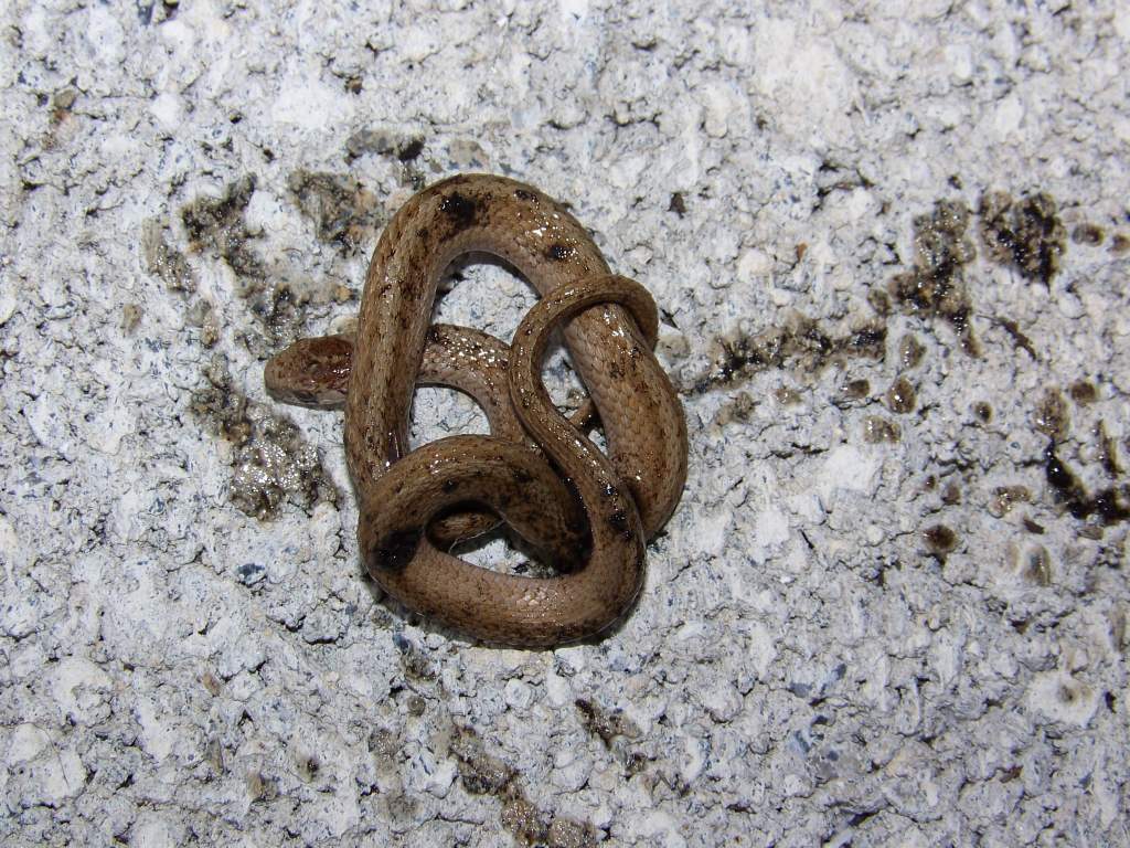 April 2009 Close up of the brown snake