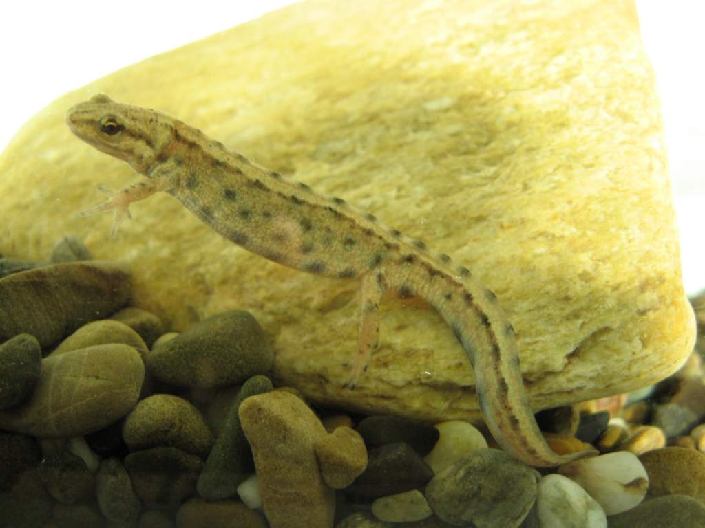 Aquatic juvenile L vulgaris