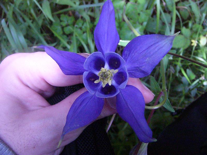 Aquilegia vulgaris