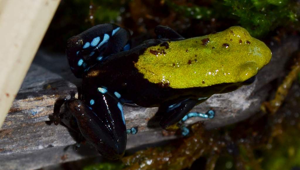 Arboreal Mantella
Nomenclature: Mantella laevigata
IUCN Red List: Near Threatened
Country of Origin: Ambavala, Ambodimanga (Mananara), Folohy, Marojej