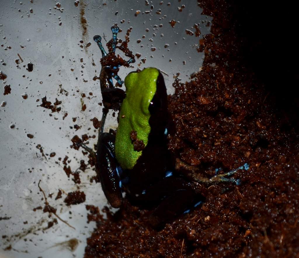 Arboreal Mantella
Nomenclature: Mantella laevigata
IUCN Red List: Near Threatened
Country of Origin: Ambavala, Ambodimanga (Mananara), Folohy, Marojej