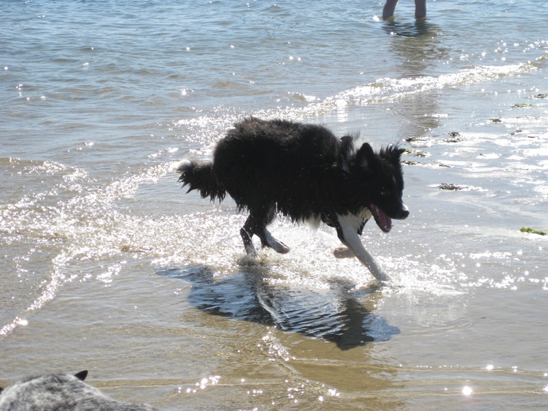 Argh!  Run for your lives! I saw a GREAT WHITE....LABRADOR.  Was Sharon worried?