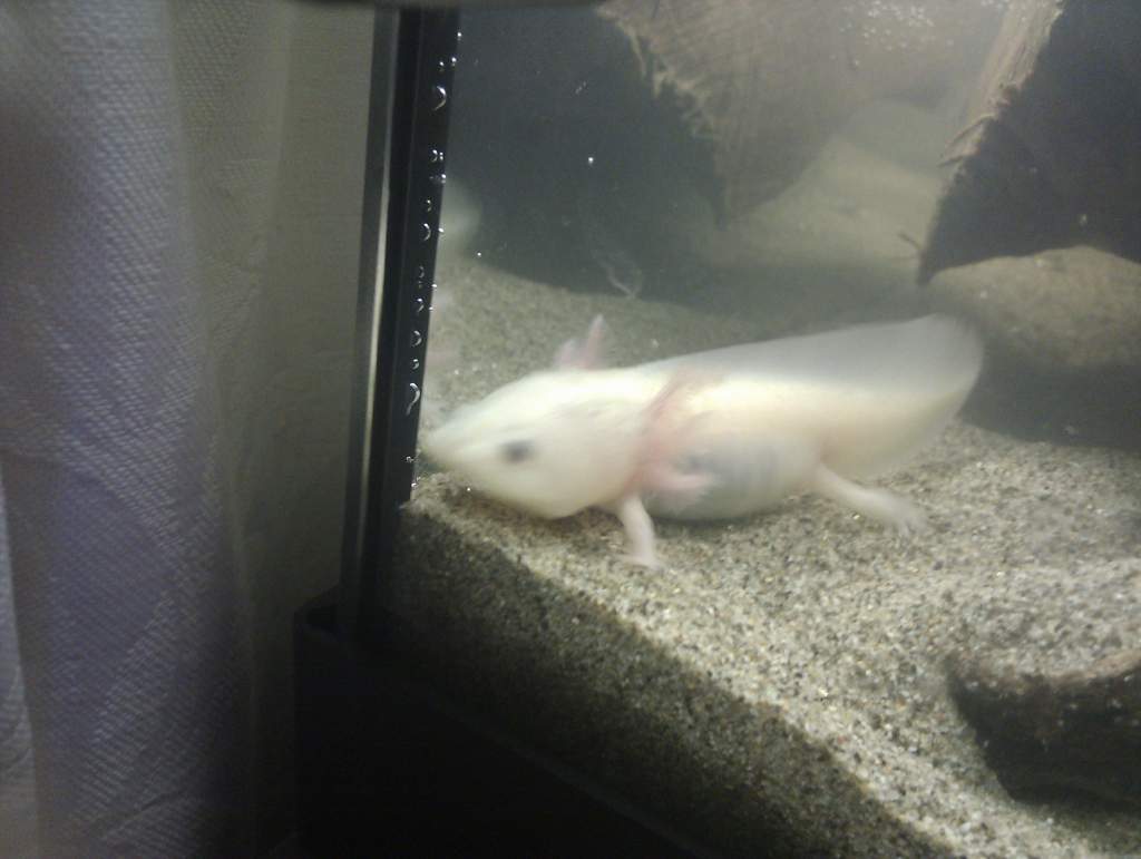 Aristotyl our leucistic.