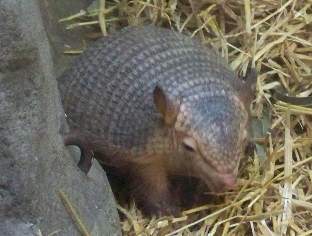 Armadillo1