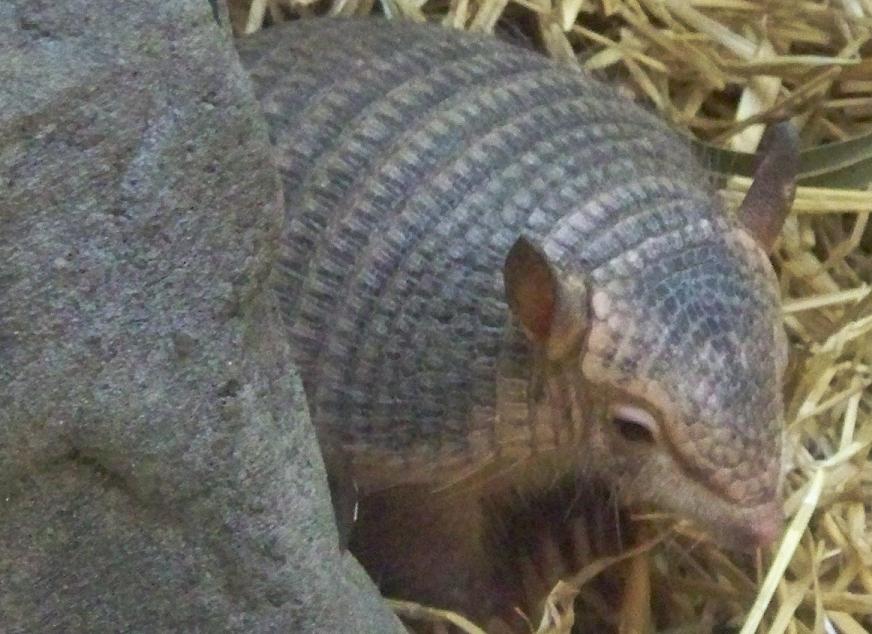 Armadillo2