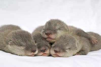 Asian Small Clawed Otters from SeaWorld/ from internet