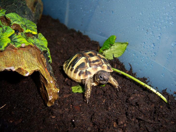 Atlas, This little tortoise is a monster!