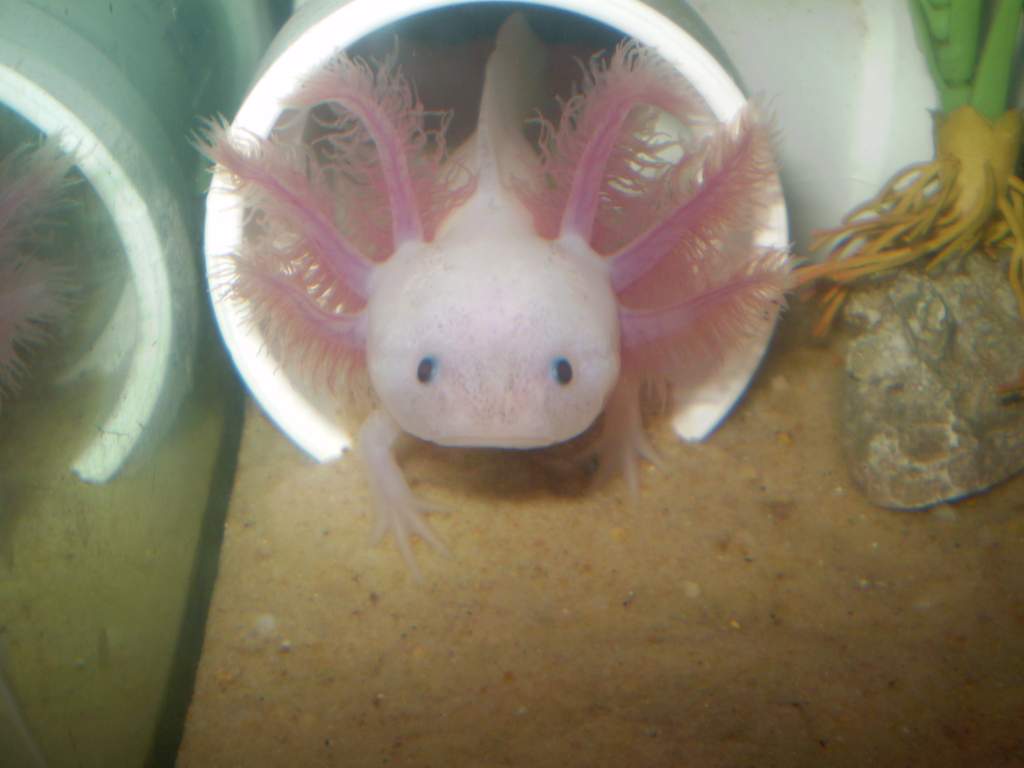 Atlaua glamor shot! 5/10/10 Giant gills and freckles - double threat!