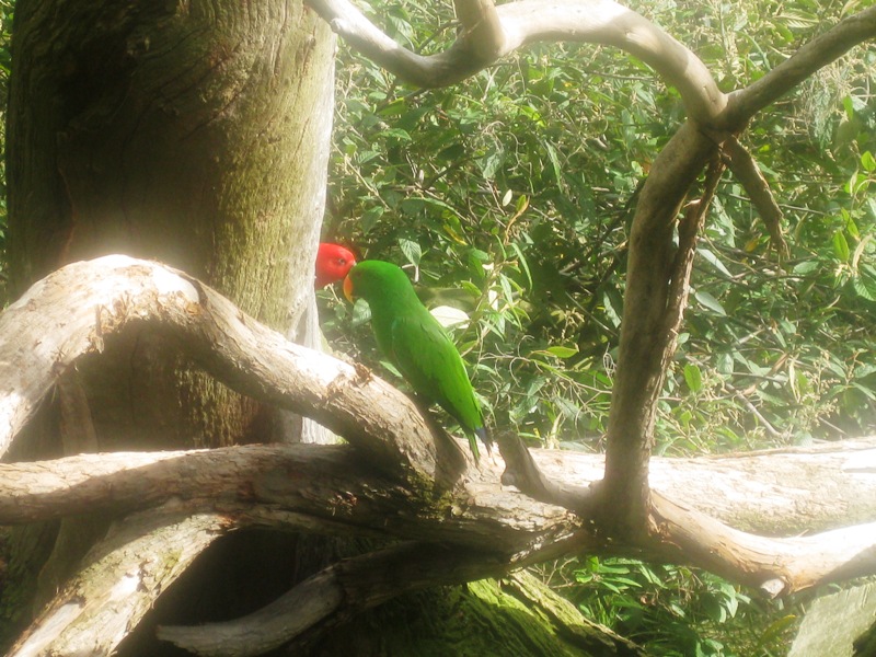 Australian Parrots.