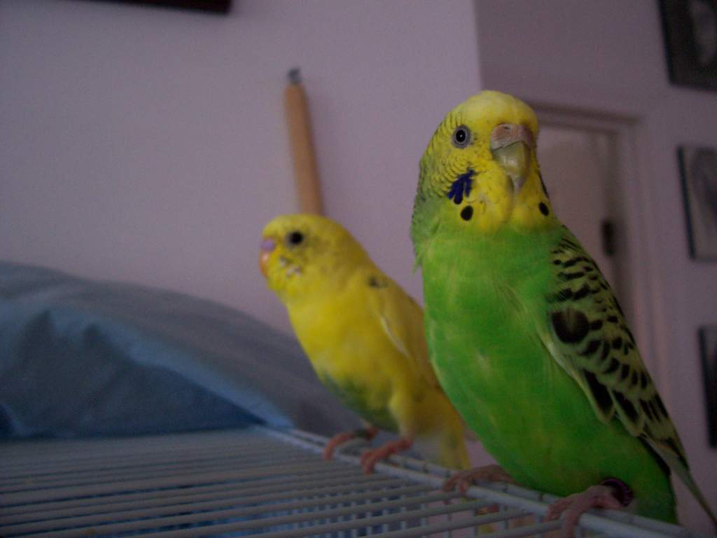 Ava and Mel, chilling on the cage at lunch time. July 10