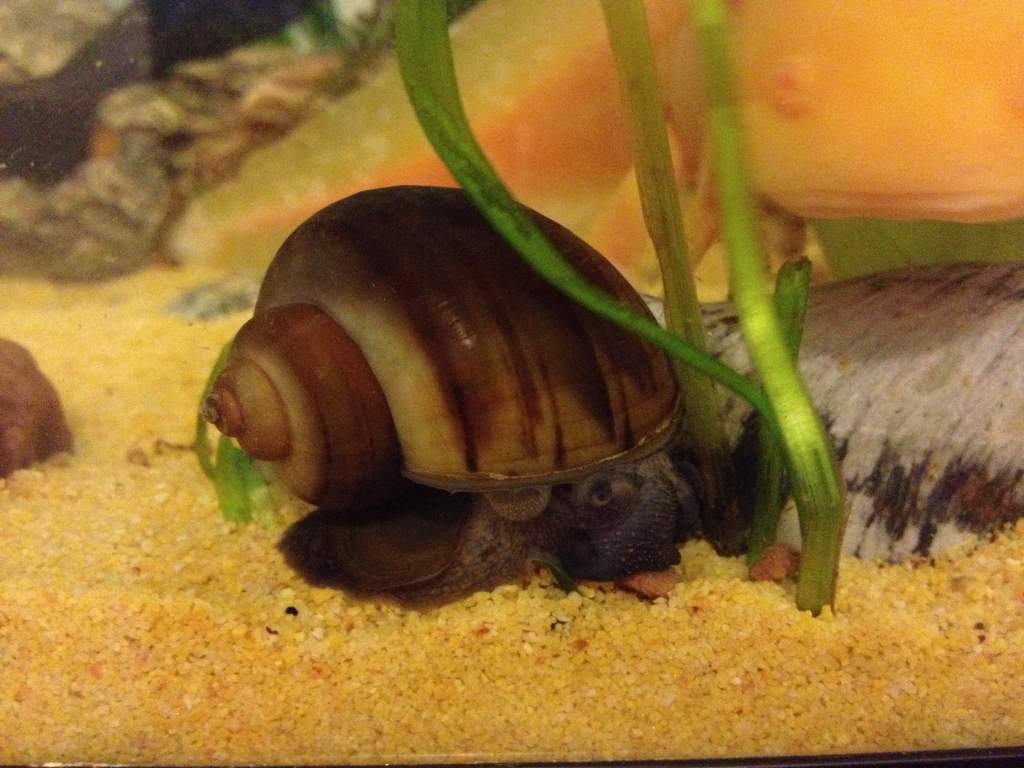 Ax not too happy that the Snail's eating his pellet