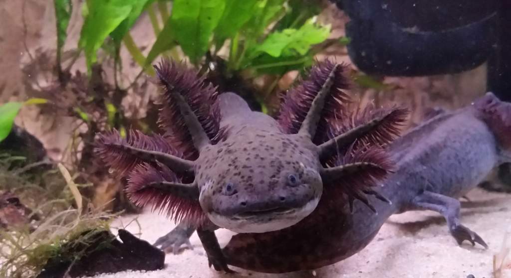 Axa - My first axolotl. Green wildtype, hatched Dec. 1, 2016. Lives with Kip in a 102 litre (~27 g) tank.