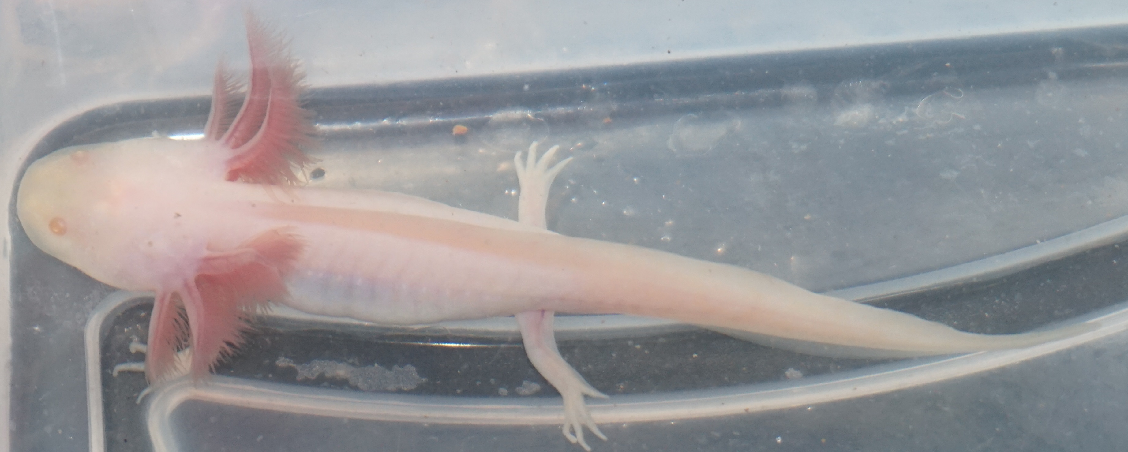 Axanthic Melanoid Albino