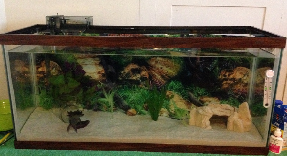 Axel's brand new 30 gallon breeder tank! Quite the axolotl mansion