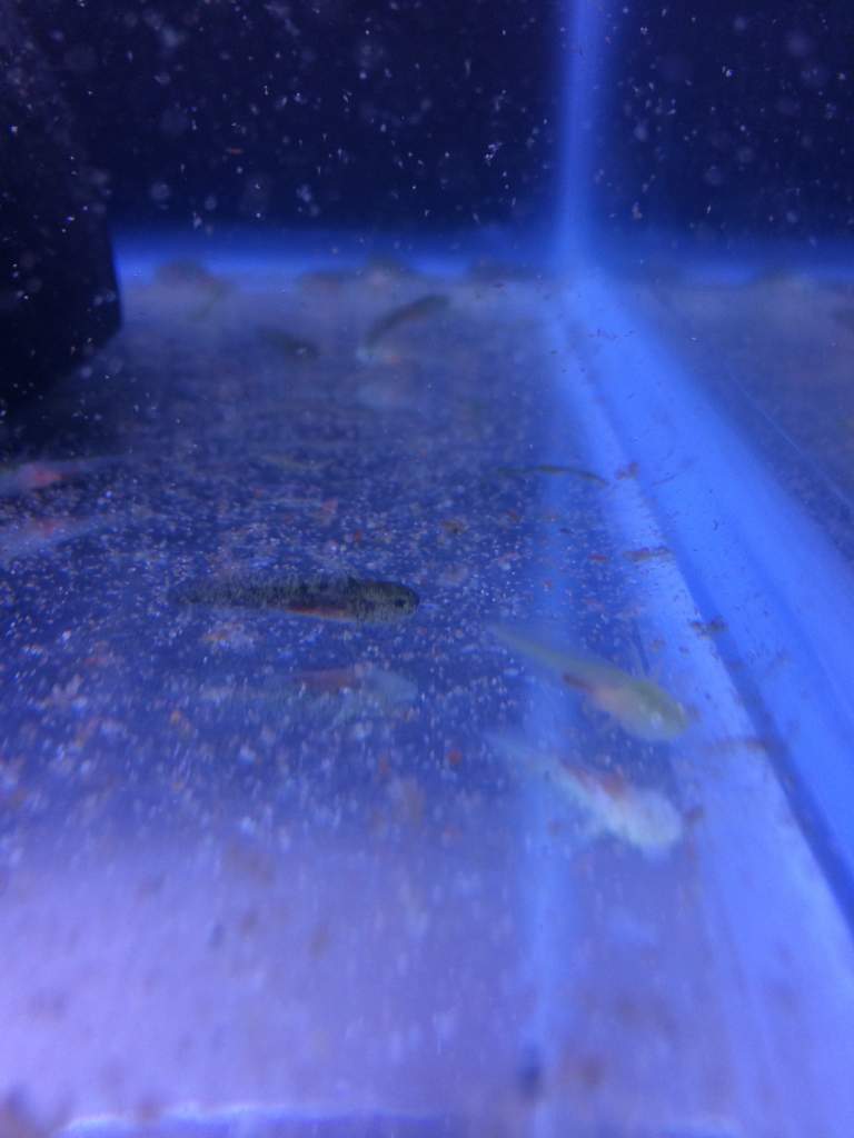 axie babies 1