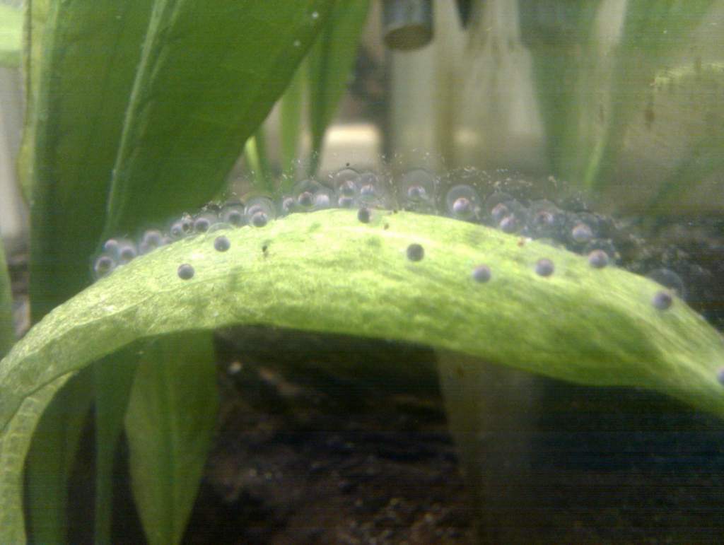 axie eggs