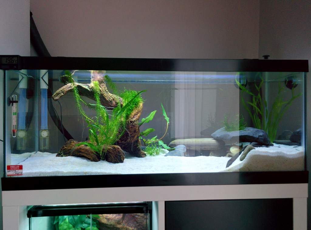 Axie Tank