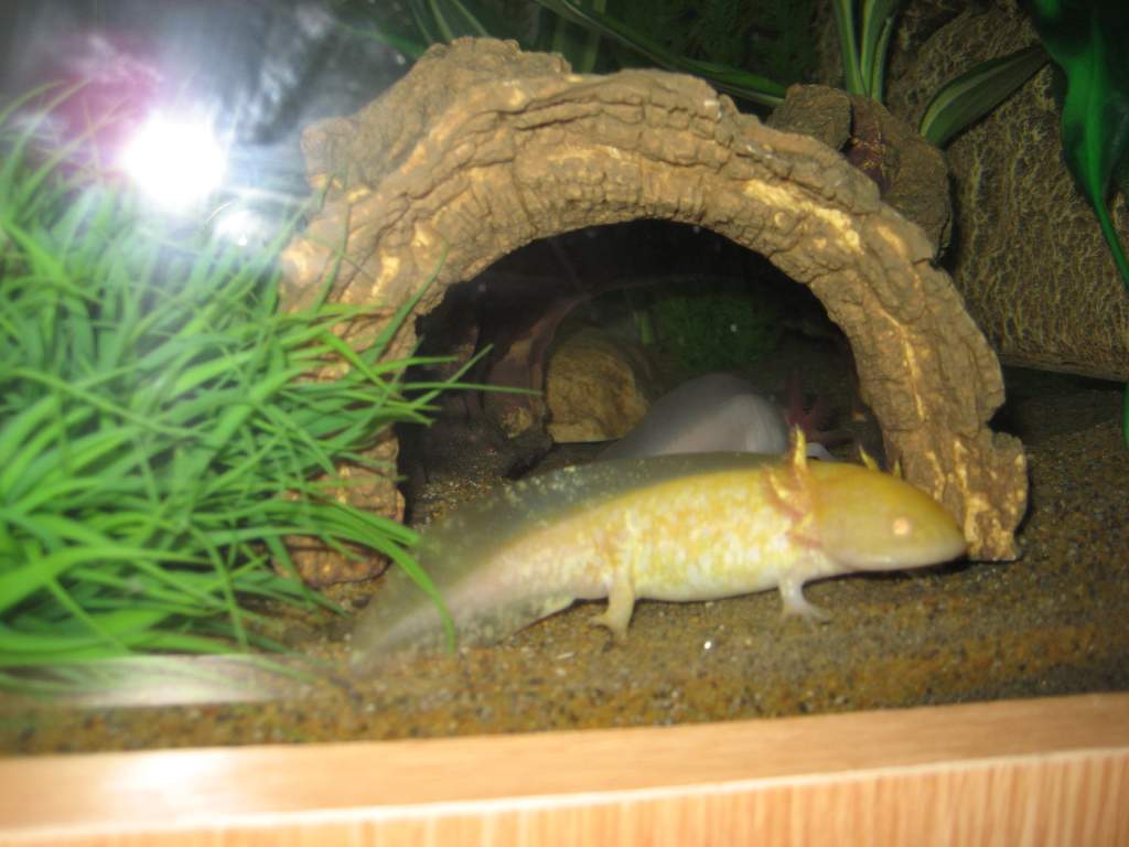 axies new tank 118