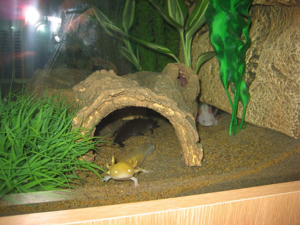 axies new tank 124