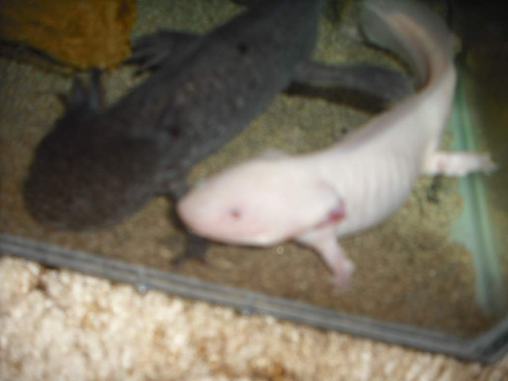 axolotl 010