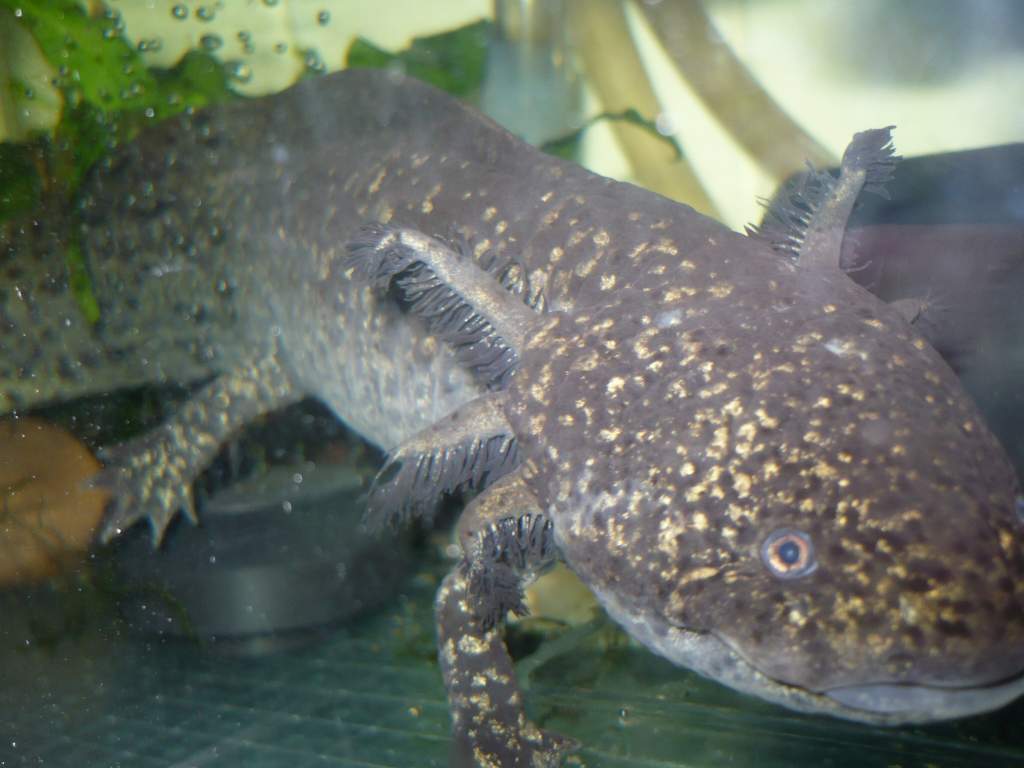 Axolotl 09 001