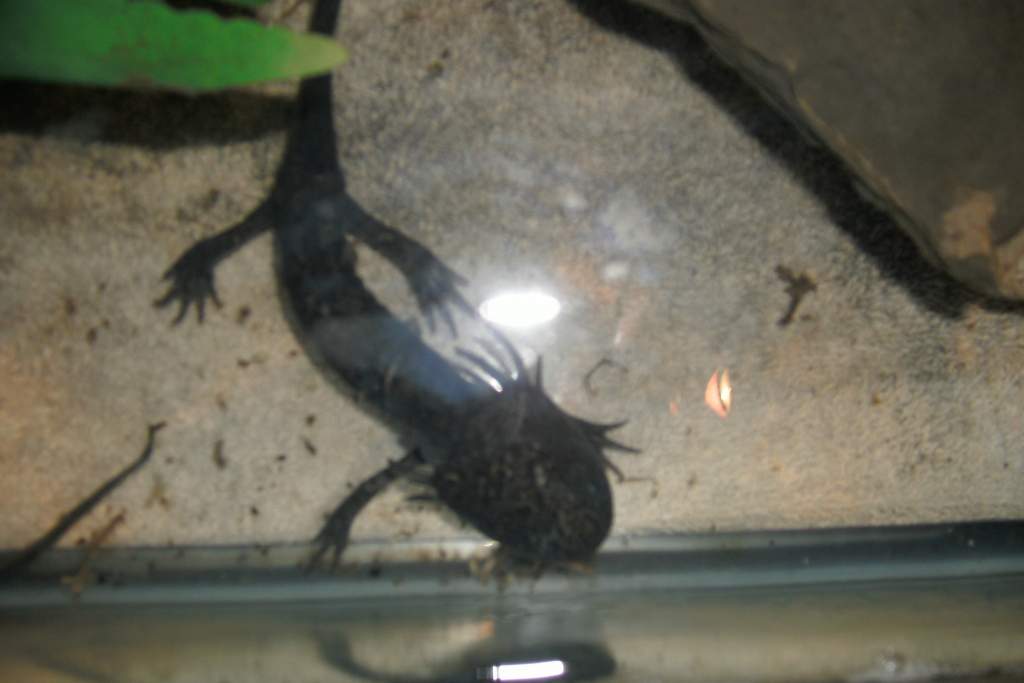 Axolotl #2