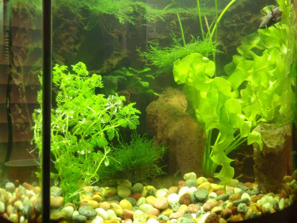 Axolotl 26 Bow planted. Axolotl in the top right!