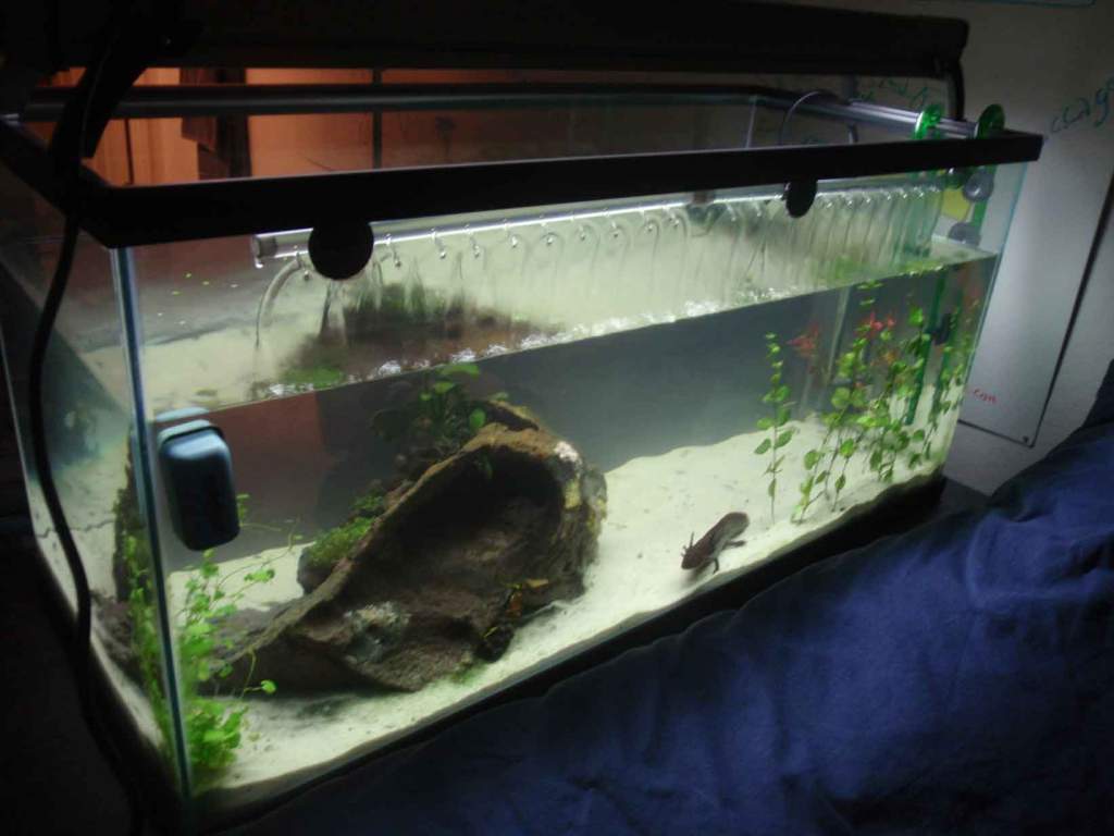 Axolotl 40 gallon breeder. Very New. Still needs growth. placed at the foot of the bed so its peninsula style viewing. Fun to watch in the morning hah