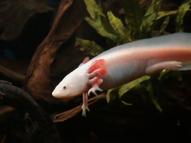 AXOLOTL ALBINO