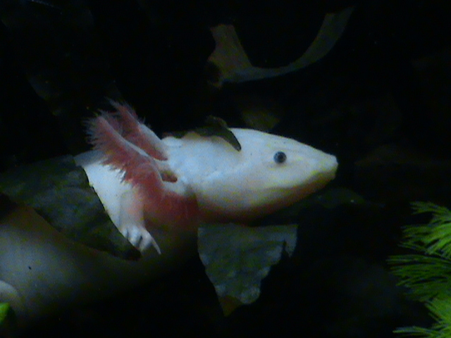 AXOLOTL ALBINO