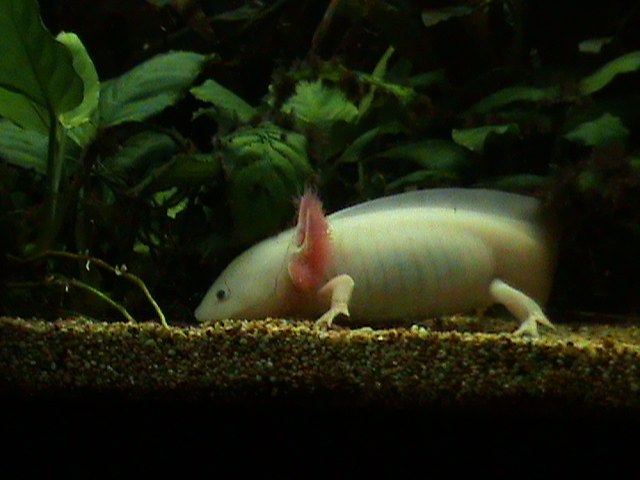 AXOLOTL ALBINO